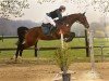 Springpferd Mina de Diamant (KWPN (Niederländisches Warmblut), 2017, von Diamant de Landor)
