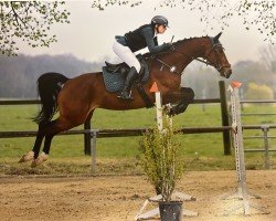 jumper Mina de Diamant (KWPN (Royal Dutch Sporthorse), 2017, from Diamant de Landor)