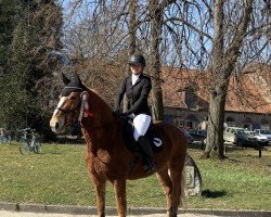 Springpferd Diego 286 (unbekannt, 2006)