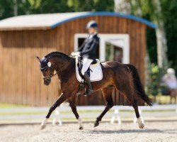 dressage horse In Quadro K (Oldenburg, 2017, from In Style)
