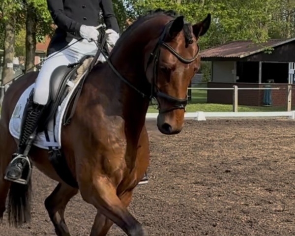 dressage horse Chocverliebt (Westphalian, 2021, from Captain Collin)