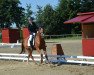 Pferd Red Princess (Tschechisches Warmblut, 2011, von Dormane du Puy)