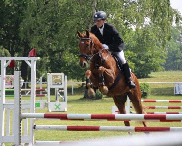jumper Sansibär (Hanoverian, 2010, from Stakkato)