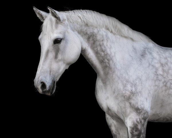 broodmare Lyoness Z (Zangersheide riding horse, 2012, from Levisto Z)