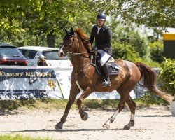 jumper Concordony van het Wilgenhof Z (Zangersheide riding horse, 2009, from Concordance)