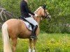 Dressurpferd Arccardia R vom Alten Grenzhof (Deutsches Reitpony, 2016, von Arts Deilahro)