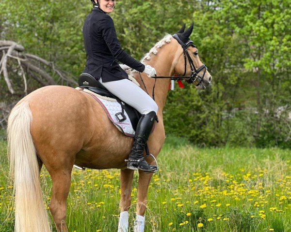Dressurpferd Arccardia R vom Alten Grenzhof (Deutsches Reitpony, 2016, von Arts Deilahro)