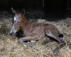 Springpferd Defender‘s Blue (Oldenburger Springpferd, 2021, von Defender Vds Z)