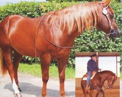 Pferd Chex A Little Step (Quarter Horse, 2004, von Nu Chex To Cash)