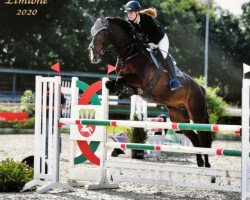 jumper Chacco 43 (Oldenburg show jumper, 2012, from Catalido)