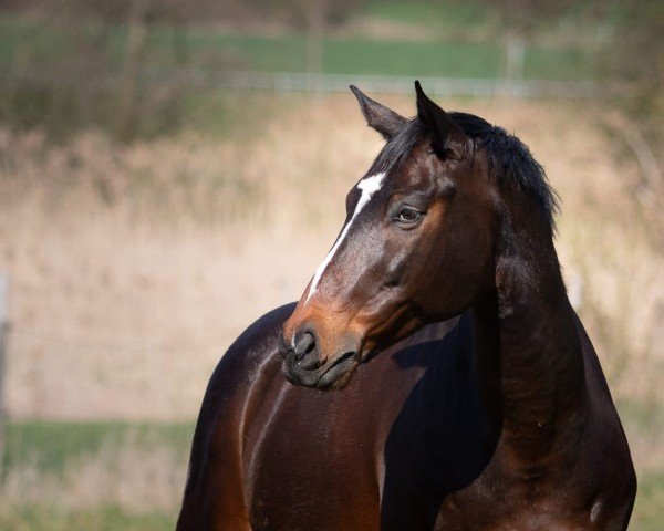 jumper Amun - Re (Trakehner, 2013, from Herakles TSF)