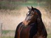 jumper Amun - Re (Trakehner, 2013, from Herakles TSF)