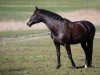 dressage horse Cassata Royale (Württemberger, 2011, from Concetto I)