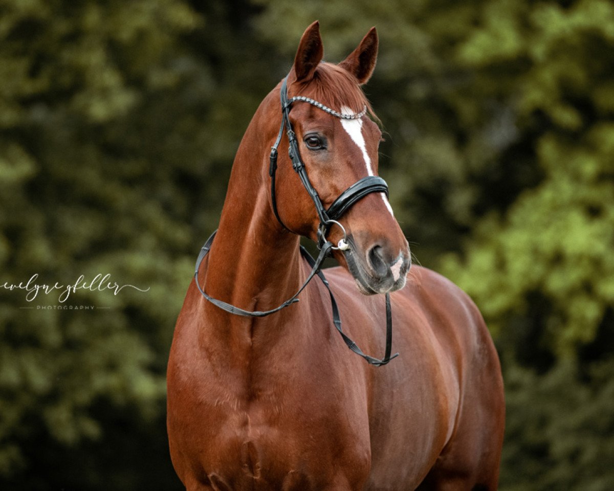 dressage horse Montana VII CH (Swiss Warmblood, 2003, from Maizauber)