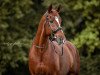 dressage horse Montana VII CH (Swiss Warmblood, 2003, from Maizauber)