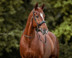 dressage horse Montana VII CH (Swiss Warmblood, 2003, from Maizauber)