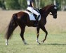 dressage horse Vi Quadro K (Oldenburg, 2016, from Vilancio)