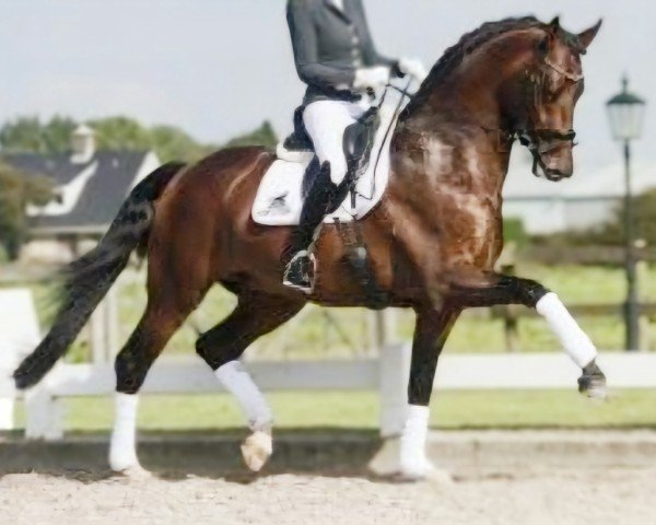 stallion In Style (KWPN (Royal Dutch Sporthorse), 2013, from Eye Catcher)