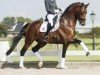 stallion In Style (KWPN (Royal Dutch Sporthorse), 2013, from Eye Catcher)