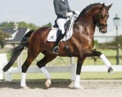 Deckhengst In Style (KWPN (Niederländisches Warmblut), 2013, von Eye Catcher)
