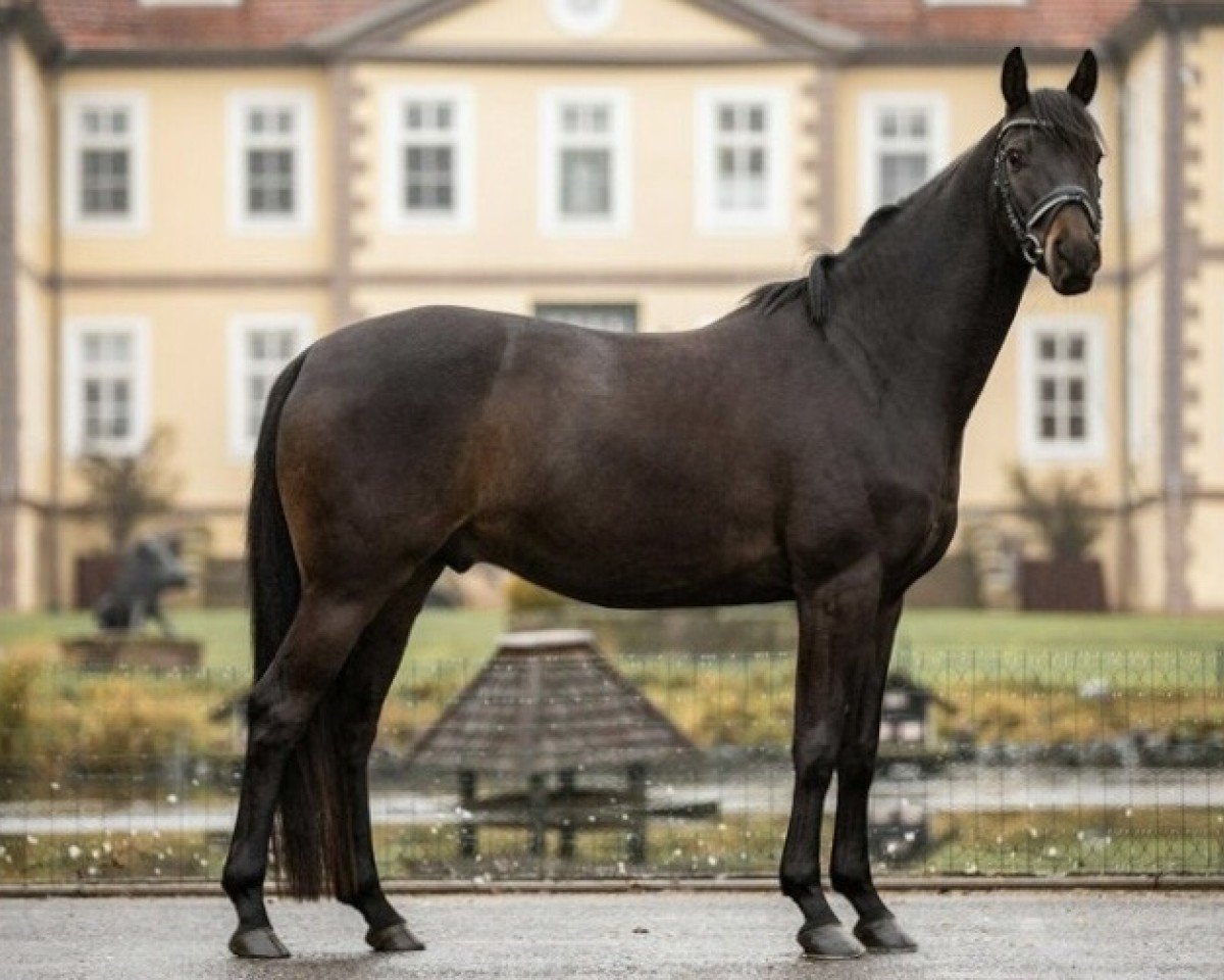 Dressurpferd Mc Ilroy R (Hannoveraner, 2017, von Morricone)