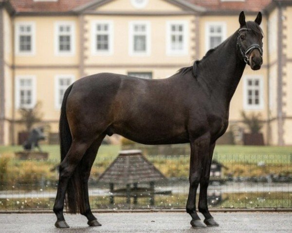 dressage horse Mc Ilroy R (Hanoverian, 2017, from Morricone)