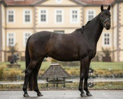 dressage horse Mc Ilroy R (Hanoverian, 2017, from Morricone)