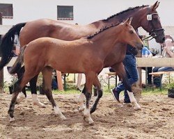 Dressurpferd First Quadroa (Oldenburger, 2021, von First Deal)