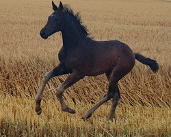 dressage horse De Quadroa (Oldenburg, 2022, from De L'Or)
