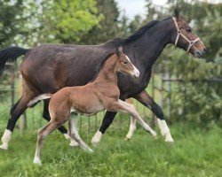 dressage horse De Quadro (Oldenburg, 2024, from De L'Or)