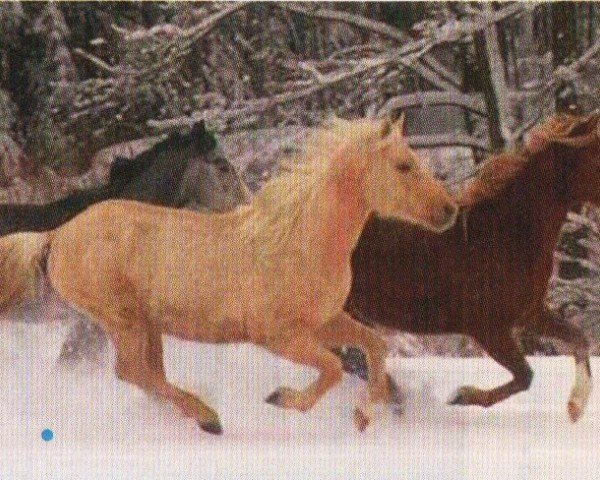horse Shane (Quarab, 2008, from Rainbow Golden Shannon)
