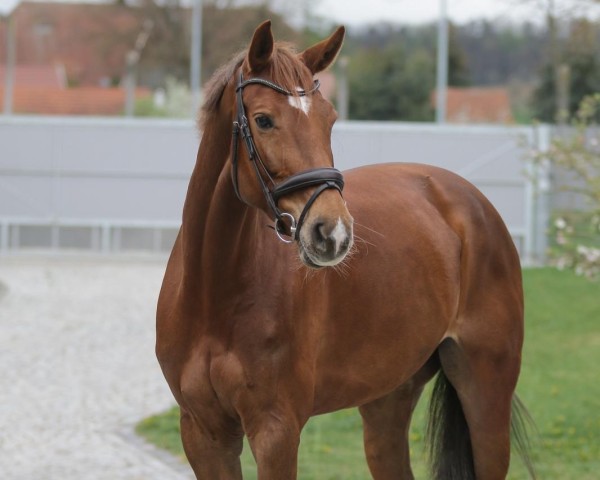 broodmare Cydney (German Sport Horse, 2018, from Casalido)