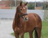 broodmare Cydney (German Sport Horse, 2018, from Casalido)