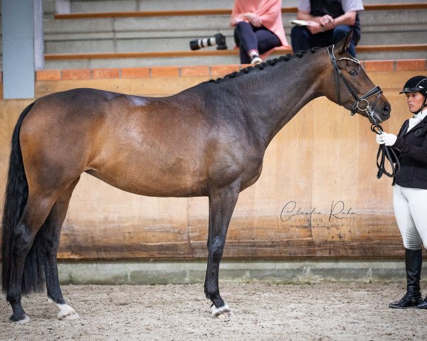 dressage horse Fleur de Lys T (Hanoverian, 2017, from Fürstenball)