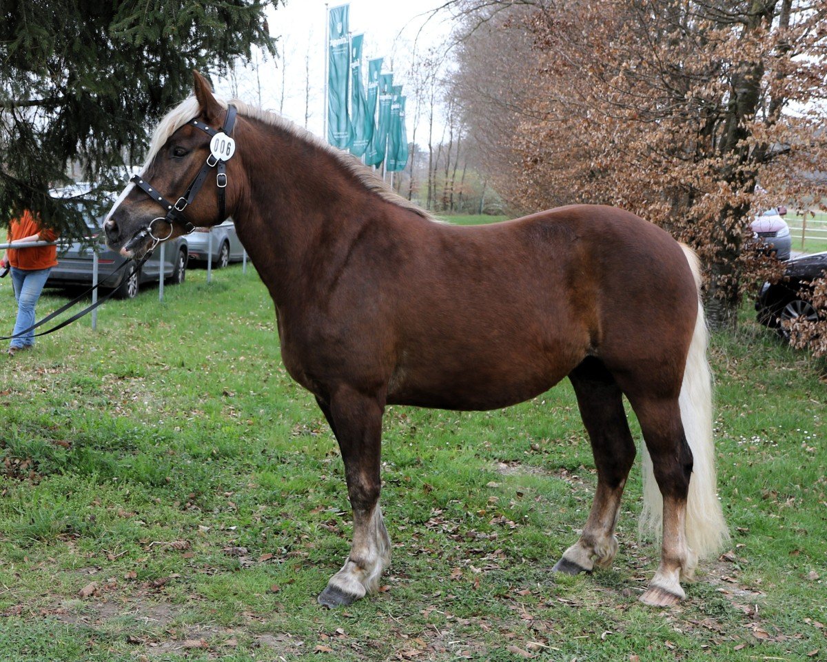dressage horse Feine Rosella (Black Forest Horse, 2022, from Roter Milan)