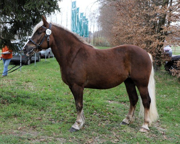 dressage horse Feine Rosella (Black Forest Horse, 2022, from Roter Milan)