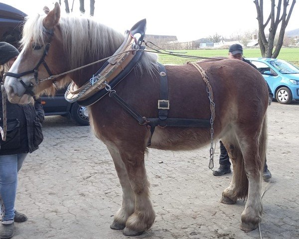 Pferd Hugo (Rheinisch-Deutsches Kaltblut, 2017, von Helios)