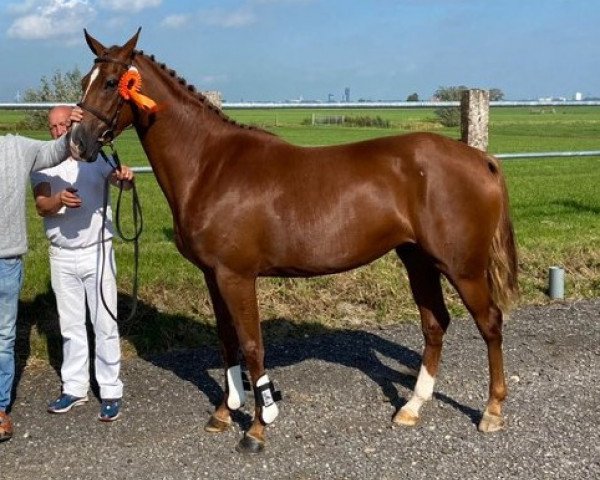 Zuchtstute Medina Fan Weerdenbras (KWPN (Niederländisches Warmblut), 2017, von Hennessy)