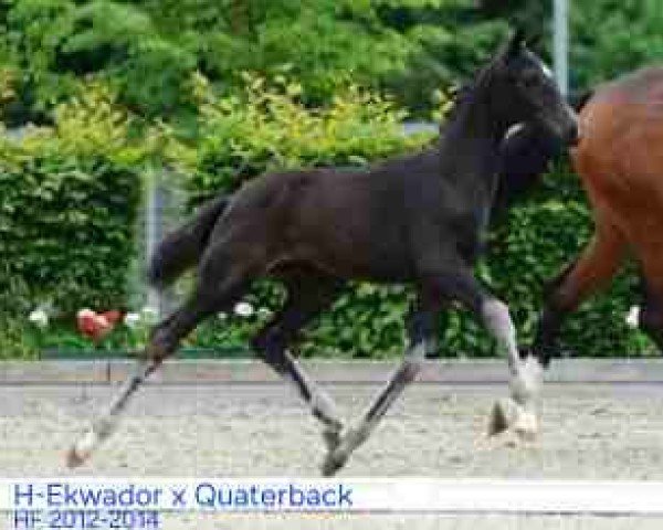 Dressurpferd H-Equato K (Deutsches Sportpferd, 2012, von Ekwador)