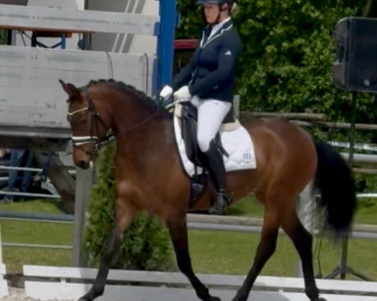 Dressurpferd RM D-Luxe (Deutsches Reitpony, 2018, von D-Power AT)