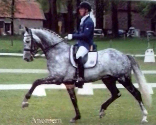 jumper Anoniem (KWPN (Royal Dutch Sporthorse), 2005, from Ronaldo)