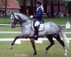 Springpferd Anoniem (KWPN (Niederländisches Warmblut), 2005, von Ronaldo)