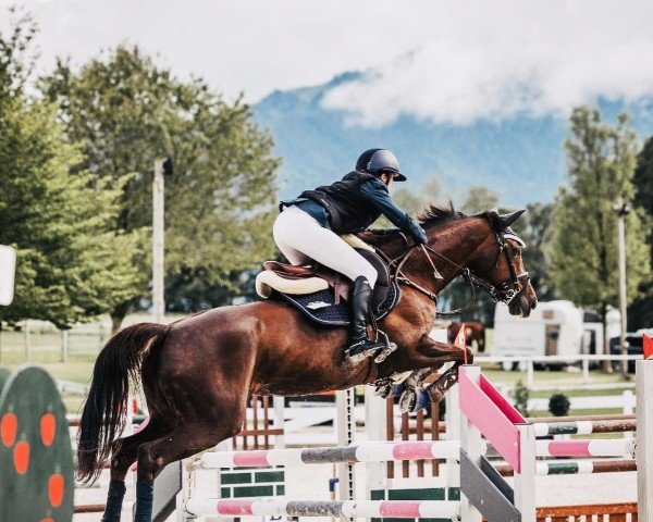 jumper Vivienna (Hanoverian, 2012, from Valentino)