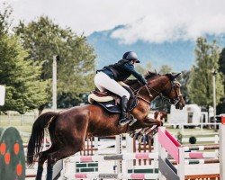 jumper Vivienna (Hanoverian, 2012, from Valentino)