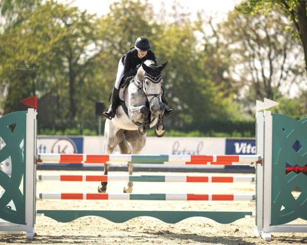 jumper Carlie - Blue (Oldenburg show jumper, 2016, from Caligula)