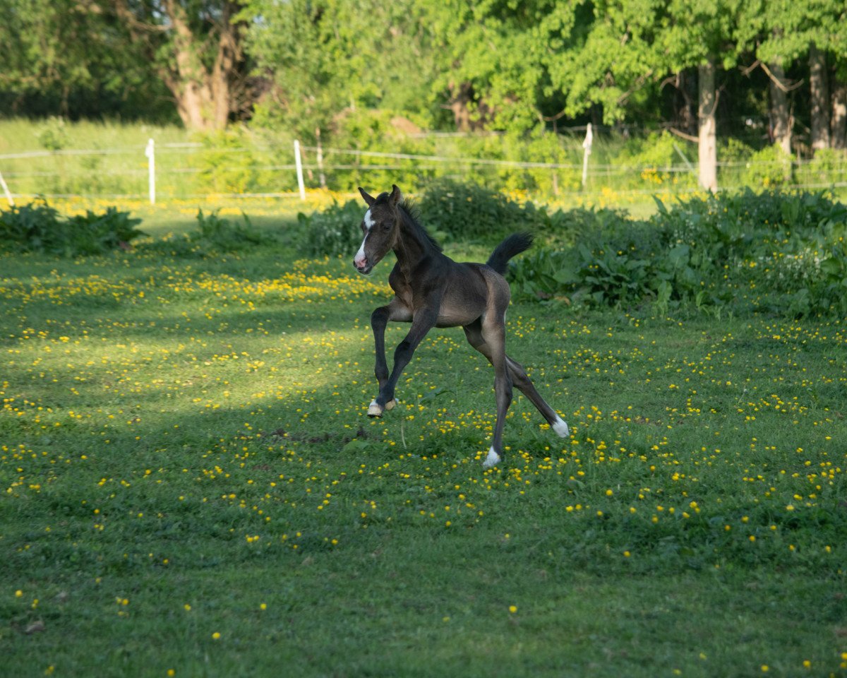 jumper That‘s Fun MA (German Riding Pony, 2021, from Top Boy of Love)
