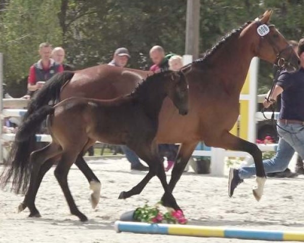 Dressurpferd Stute von H-Ekwador / Quaterback (Oldenburger, 2023, von Ekwador)