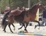 dressage horse Stute von H-Ekwador / Quaterback (Oldenburg, 2023, from Ekwador)