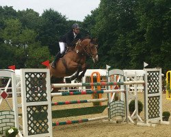 jumper Zizandro P (KWPN (Royal Dutch Sporthorse), 2004, from Hold Up Premier)