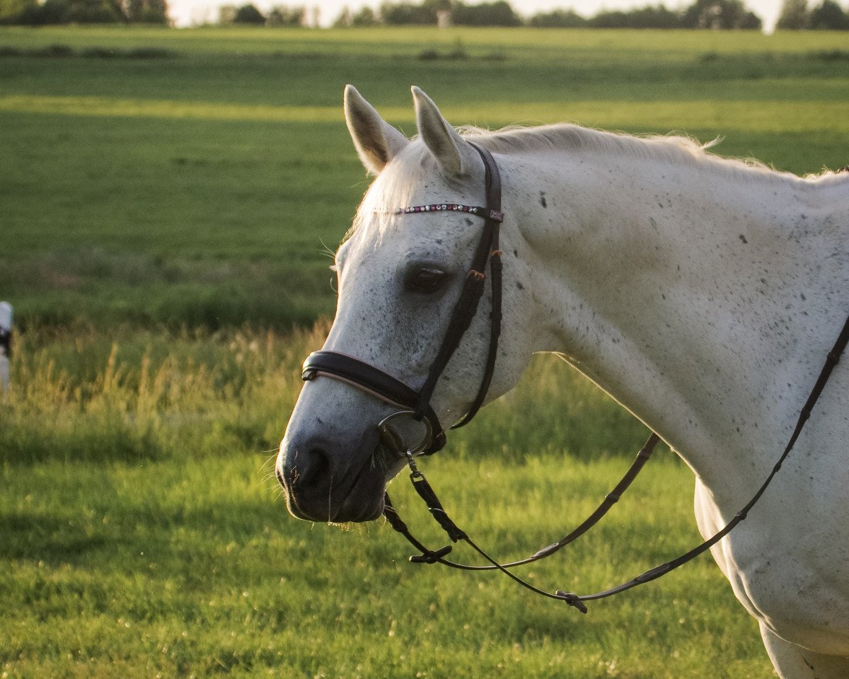 Springpferd Cornets Conner (Zweibrücker, 2006, von Cornet Obolensky)